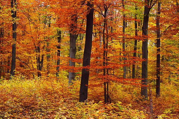 Fall forest stock photo