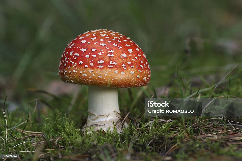 완벽하다 플라이에는 Agaric - 로열티 프리 광대버섯 스톡 사진