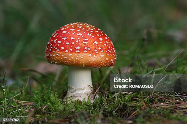 완벽하다 플라이에는 Agaric 광대버섯에 대한 스톡 사진 및 기타 이미지 - 광대버섯, 0명, 가을