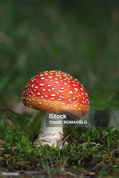 익숙해지세요 플라이에는 Agaric 만들진 노르웨이 임산 0명에 대한 스톡 사진 및 기타 이미지 - 0명, 가을, 개념