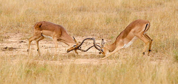 istock Impala Fight - South Africa 175424771