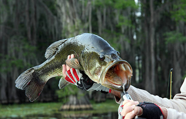 Large Mouth Bass "a 7 pound large mouth bass, seen against a backdrop of cypress treesPlease take a look at my other fishing photos:" freshwater bass stock pictures, royalty-free photos & images