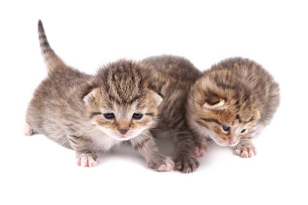 istock Little 10 day old kittens 175425050