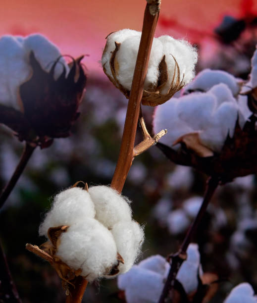 istock cotton flower growing in a field 1754250908
