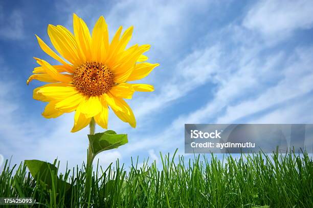 Sonnenblume Stockfoto und mehr Bilder von Baumblüte - Baumblüte, Biegung, Blatt - Pflanzenbestandteile