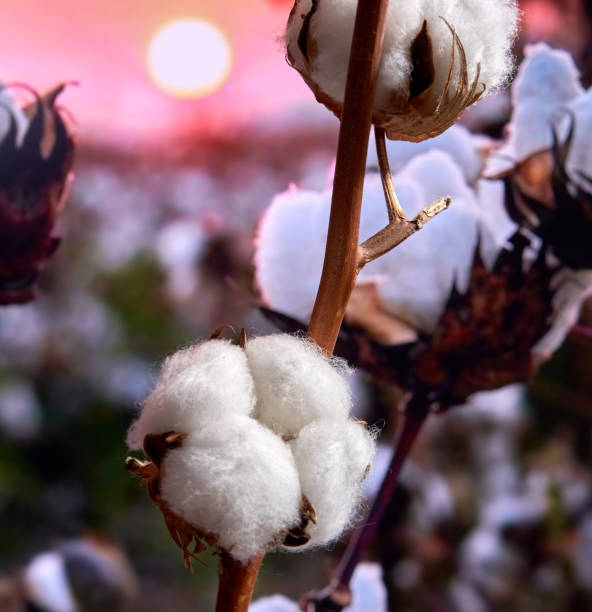 istock cotton flower growing in a field 1754251448