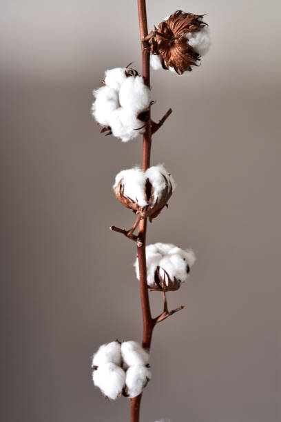 istock cotton flower growing on gray background 1754251466