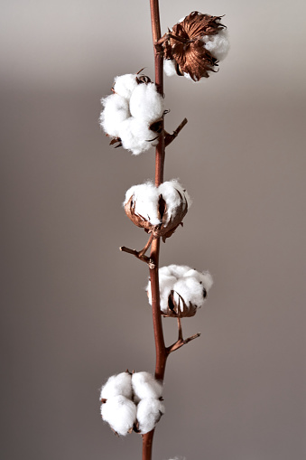 cotton flower growing on gray background