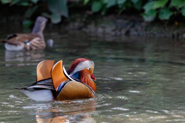 Mandarin duck is standing on lake.Berlin - Germany.