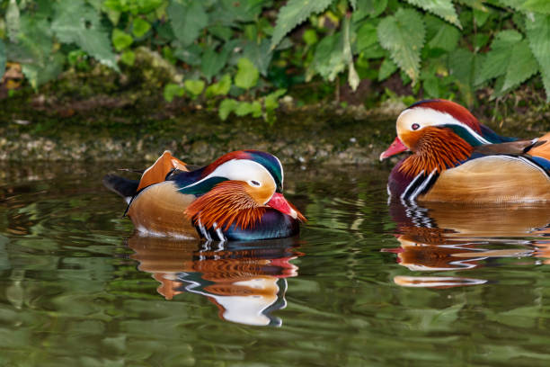 istock Male mandarin duck (Aix galericulata) 1754252032