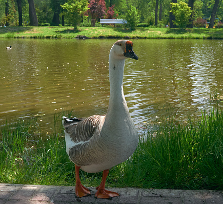 Canadian Goose standing n Water