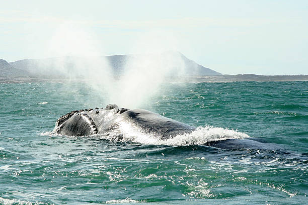 고래 호흡 스톡 사진