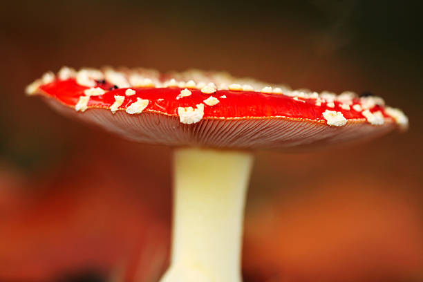 istock Amanita muscaria 175425353