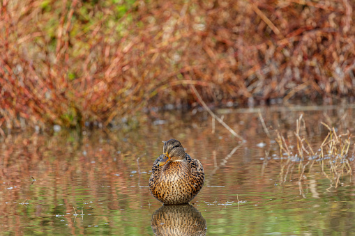 Female mallard duck (Anas platyrhyncos).