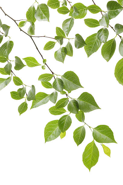 istock Branch with leaves photographed against a white background. 175425412