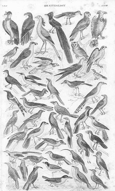 Tripical Birds old litho print from 1852