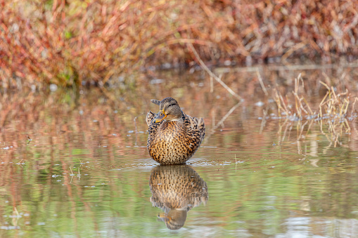 Female mallard duck (Anas platyrhyncos).