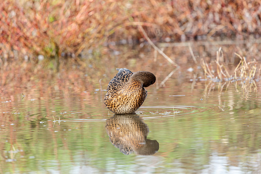 Female mallard duck (Anas platyrhyncos).