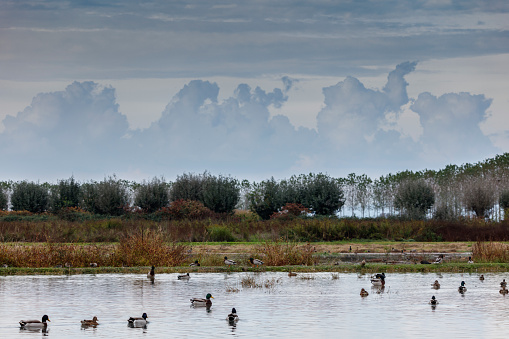 Mallard ducks in a swamp with cloudy sky.