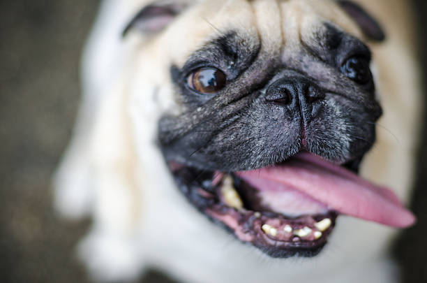 cão pug fofo com cara engraçada. - dog overweight pleading begging imagens e fotografias de stock