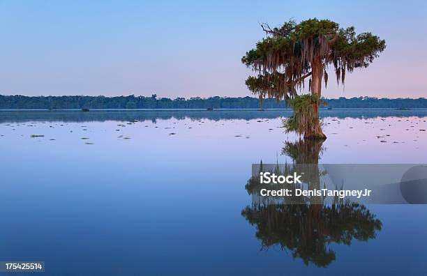 Solitude Stock Photo - Download Image Now - Louisiana, Swamp, Lafayette - Louisiana