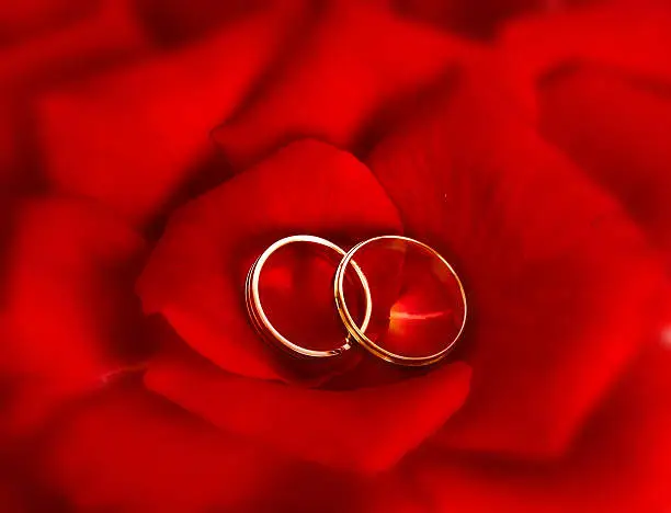 Two weddingrings in the middle of rose leaves. Soft focus to create dreamy/loving sphereMore of this series :