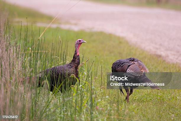 Tacchino Selavatico - Fotografie stock e altre immagini di Ambientazione esterna - Ambientazione esterna, Animale, Animale selvatico