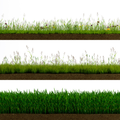 3 types of field grass Isolated on white background cross section with soil