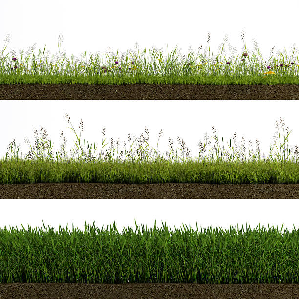 Isolated grass 3 types of field grass Isolated on white background cross section with soil meadow grass stock pictures, royalty-free photos & images