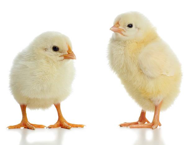 Pair of new born baby chicks "Two yellow chicks, one day old, standing isolated on white background." baby chicken photos stock pictures, royalty-free photos & images