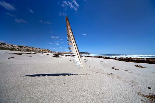 Feather on white sand beach.