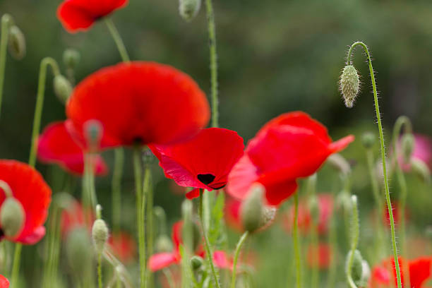 red poppy flowers - poppy capsule fotografías e imágenes de stock