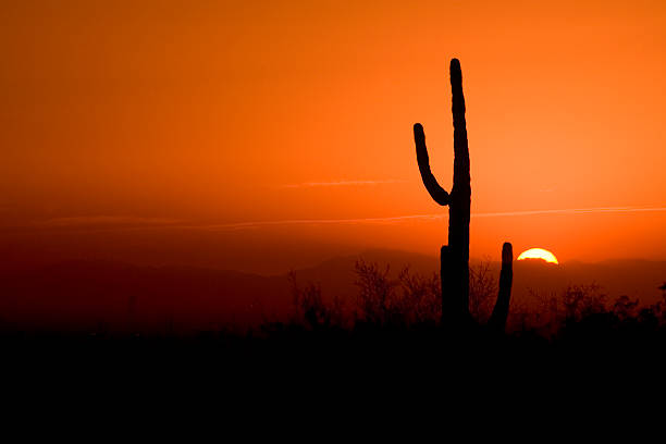 istock Cactus in an Arizona Sunset 175425977
