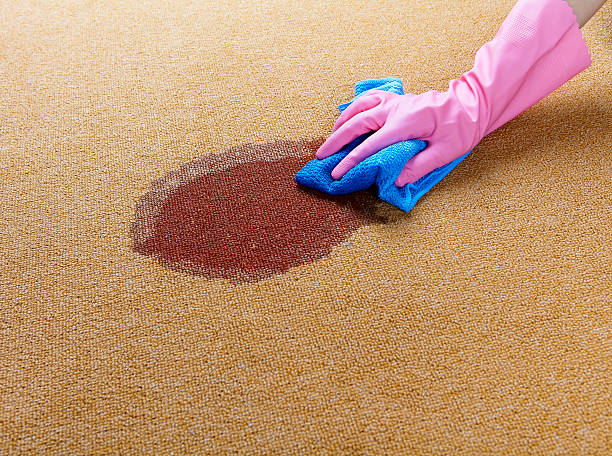 Gloved hand cleaning a wet spot on floor Woman cleaning carpet cartpet staincleaning stock pictures, royalty-free photos & images