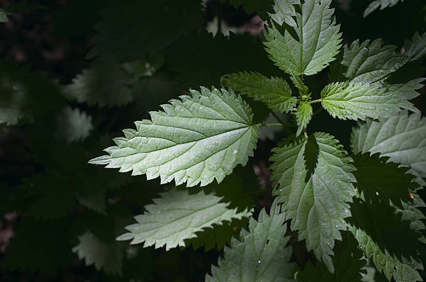 Stinging nettle growing in a shaded corner. The Latin name Urtica indicates the burning irritation caused by the hollow hairs of the nettle. Traditionally, tough fibres from the stem have been used to make cloth, and cooked nettle leaves can be eaten as vegetables.