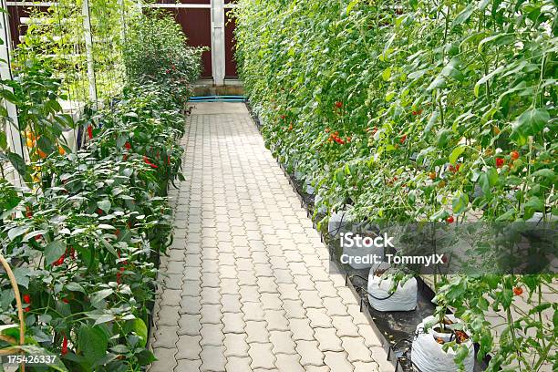 Soilless Garten Stockfoto und mehr Bilder von Hydrokultur - Hydrokultur, Chili-Schote, Gewächshäuser