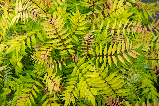 A leafy green background with light green leaves