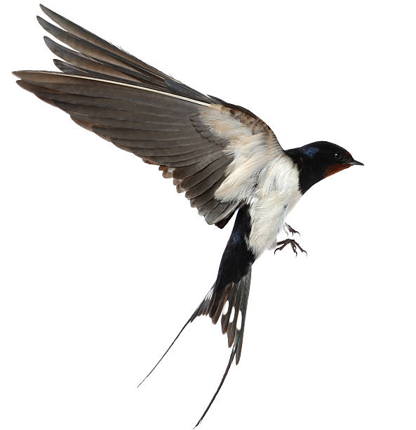 rondine - birds in flight foto e immagini stock