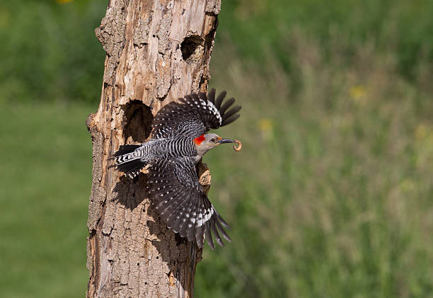 istock Red-bellied woodpecker with worm 175426401
