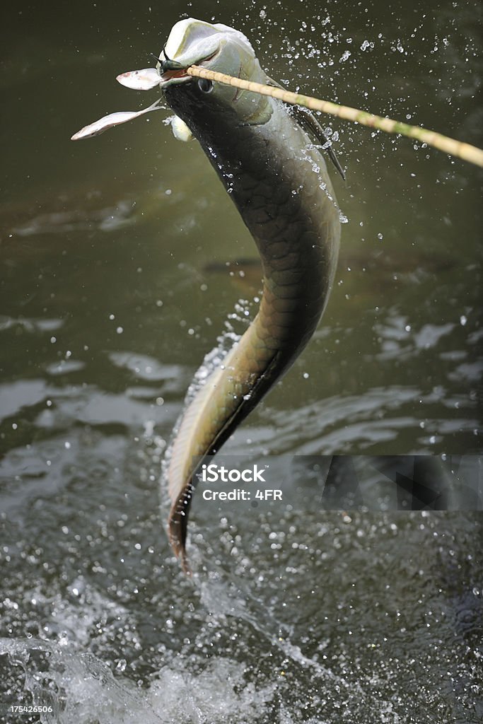 Arowana Fish jumping for the Bait (XXXL) Huge Arowana fish in its natural environment taking the Bait. Lucky shot. Caught right in the air. Fishing Stock Photo