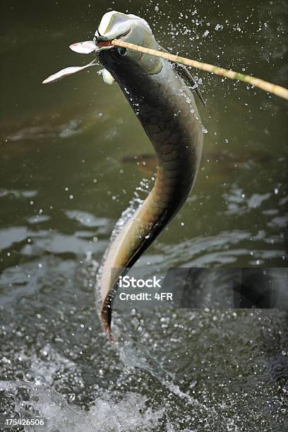 Arowana Fish Jumping For The Bait Stock Photo - Download Image Now - Fishing, Amazon Region, Amazon River