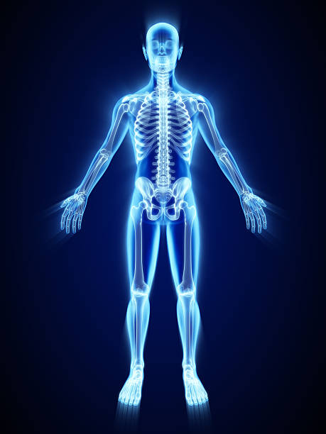 X-ray of skeleton X-ray of skeleton human skeleton stock pictures, royalty-free photos & images