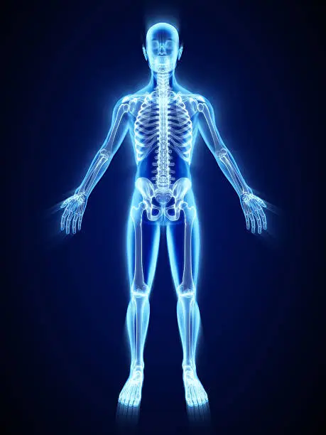 Photo of X-ray of skeleton