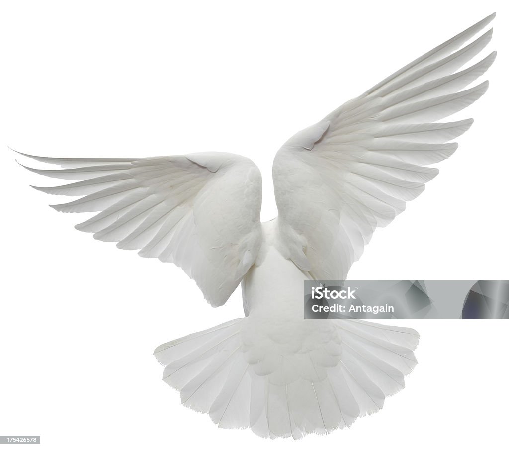 White Pigeon - Photo de Blanc libre de droits