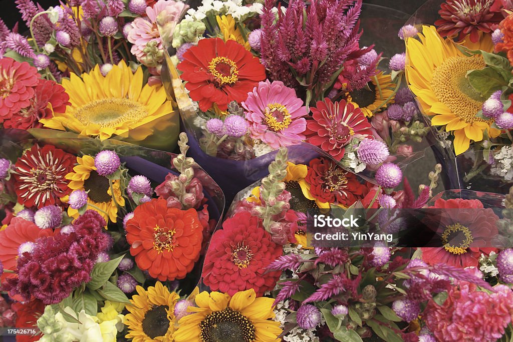 Kwiat wyświetlić - Zbiór zdjęć royalty-free (Bez ludzi)