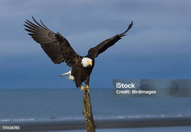 Photo libre de droit de Bald Eagle Est Arrivéenbsp Lalaska banque d'images et plus d'images libres de droit de Aigle - Aigle, Aile d'animal, Atterrir