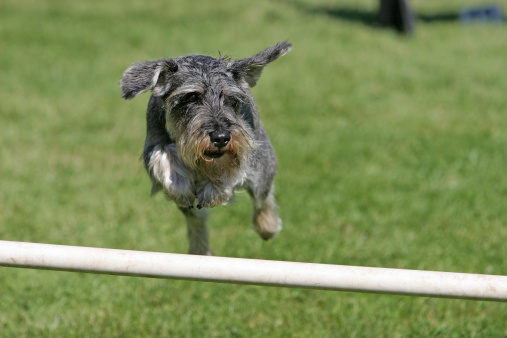 Miniature schnauzer jumping over pole on obstacle