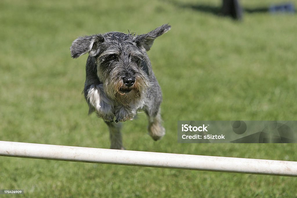 schnauzer miniatura - Foto de stock de Rotina royalty-free