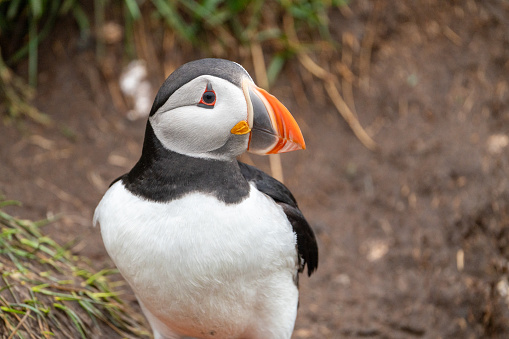 Atlantic Puffin in Iceland, near its burrow, standing