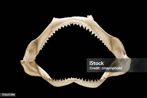 Photo libre de droit de Mâchoire De Requin Avec Rangées De Dents banque d'images et plus d'images libres de droit de Requin - Requin, Squelette d'animal, Maxillaire humain
